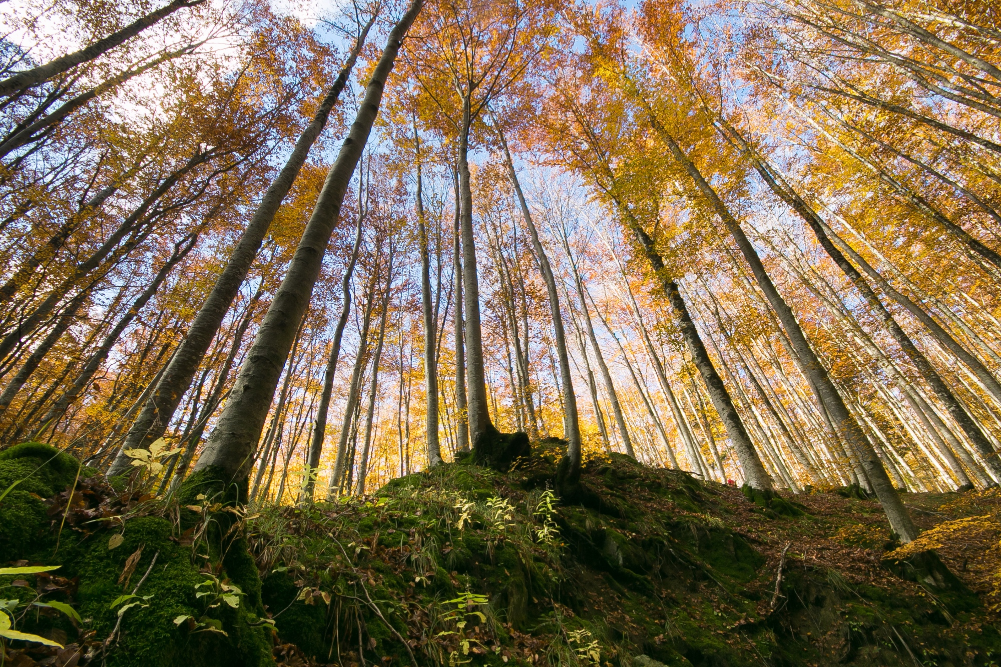 Faggeta in veste autunnale