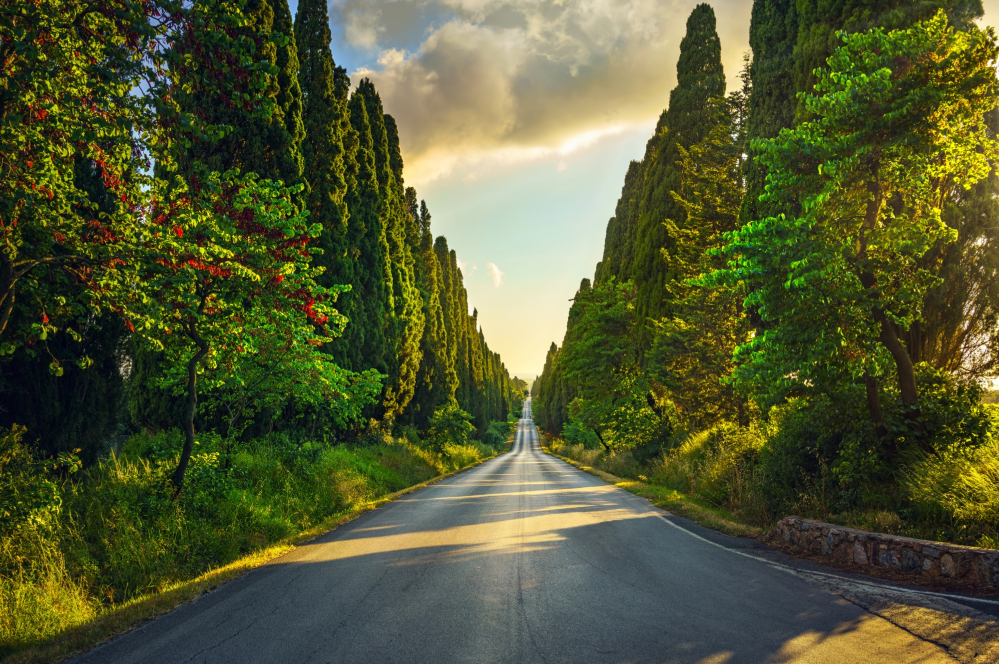 Bolgheri, el camino de los cipreses