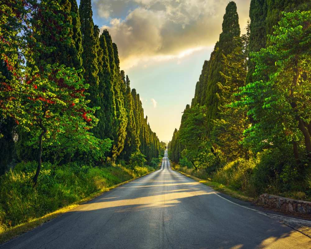The cypress tree-lined road at Bolgheri