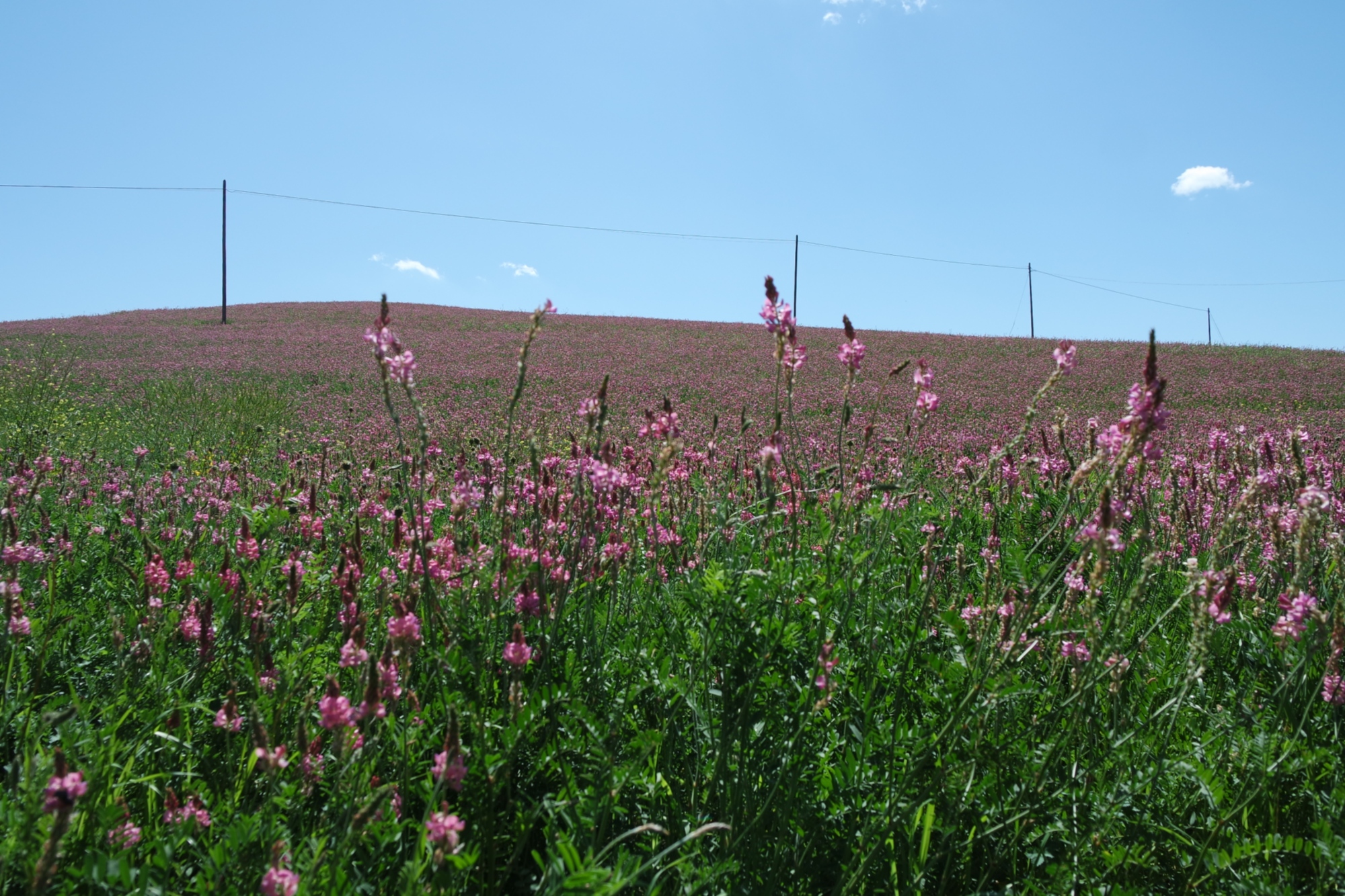 Spring in Cinigiano