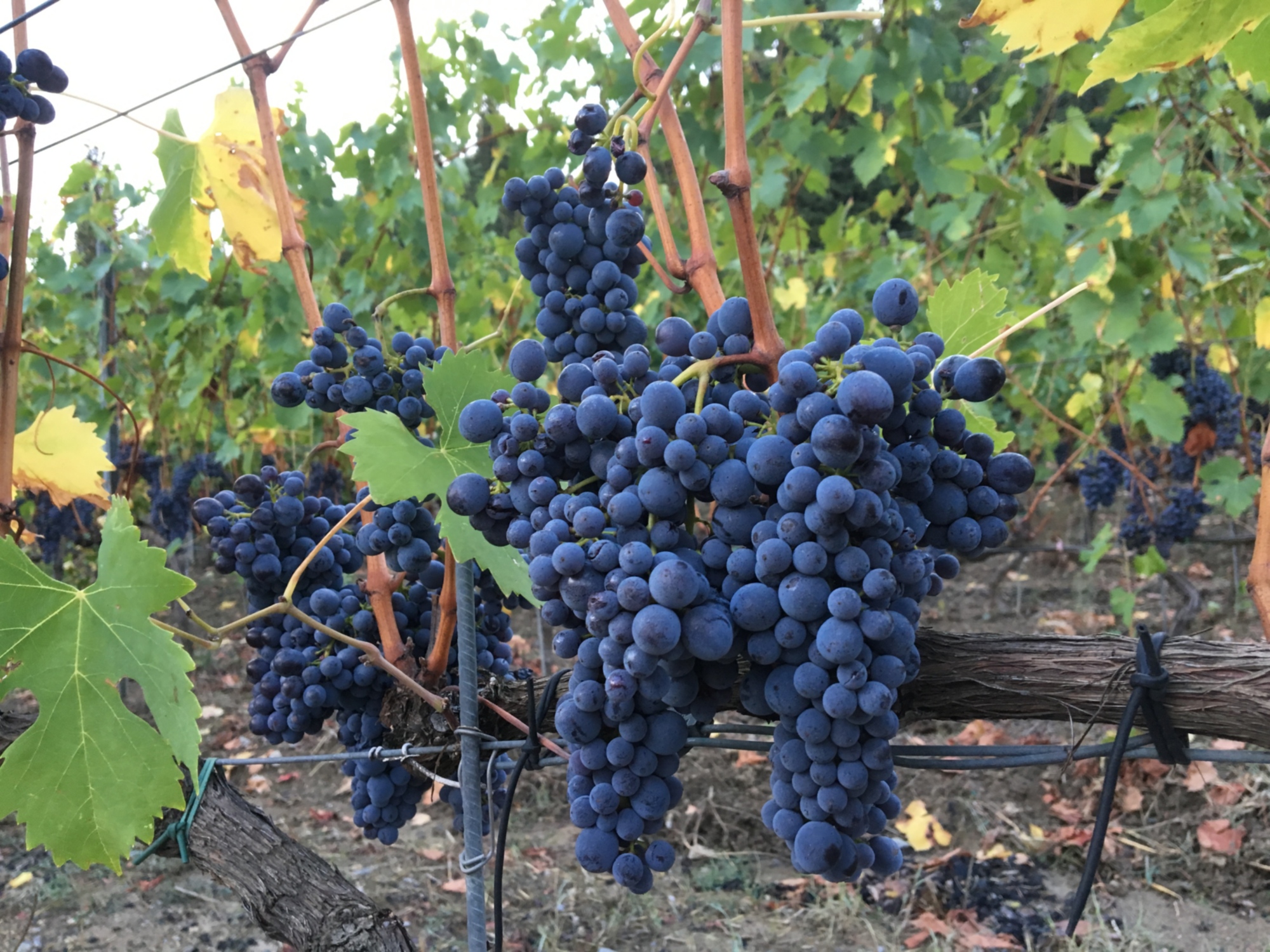 The grapes of Carmignano