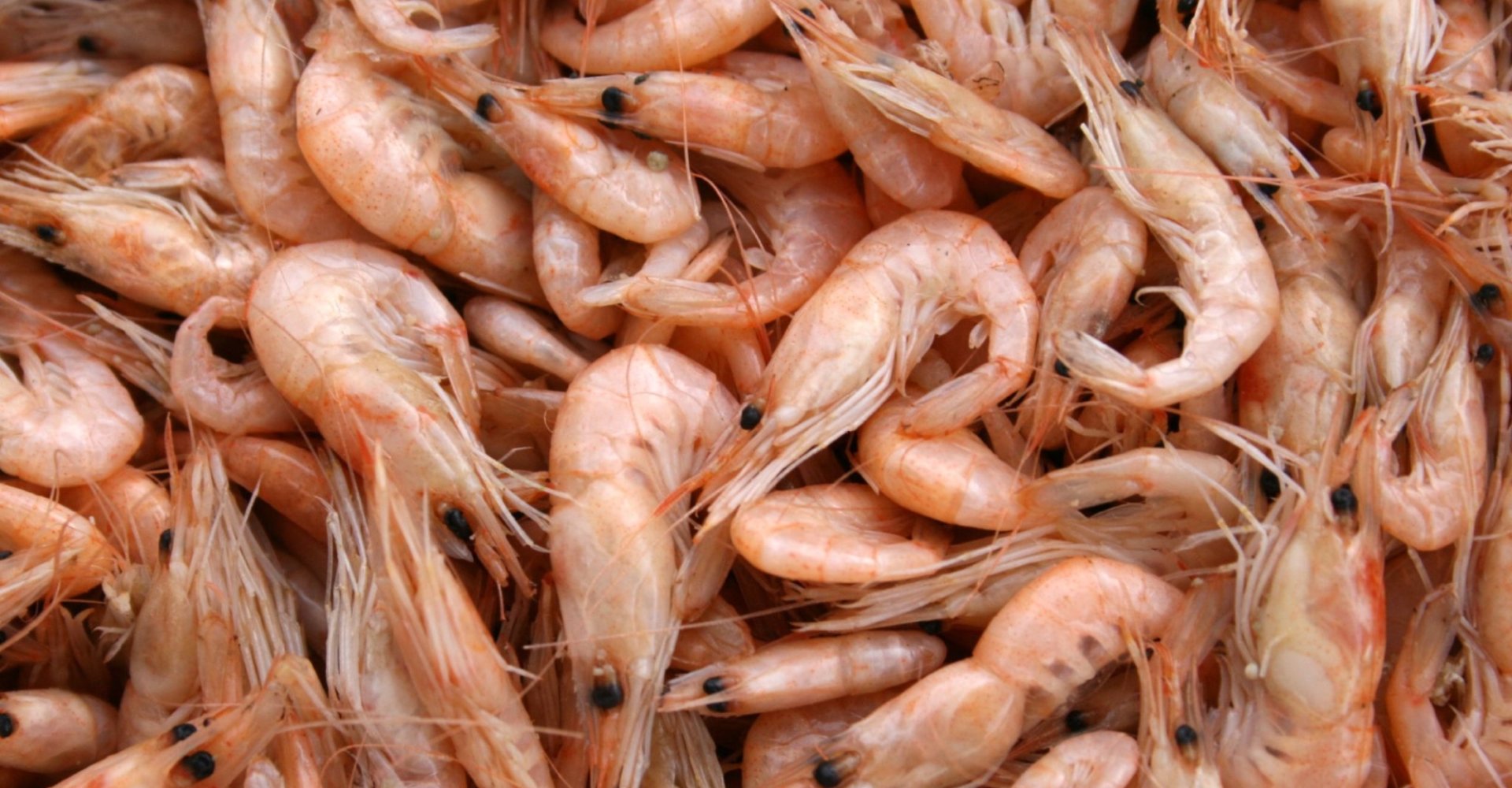 Shrimps Shrimps