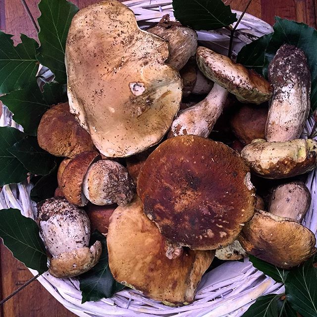 Porcini mushroooms
