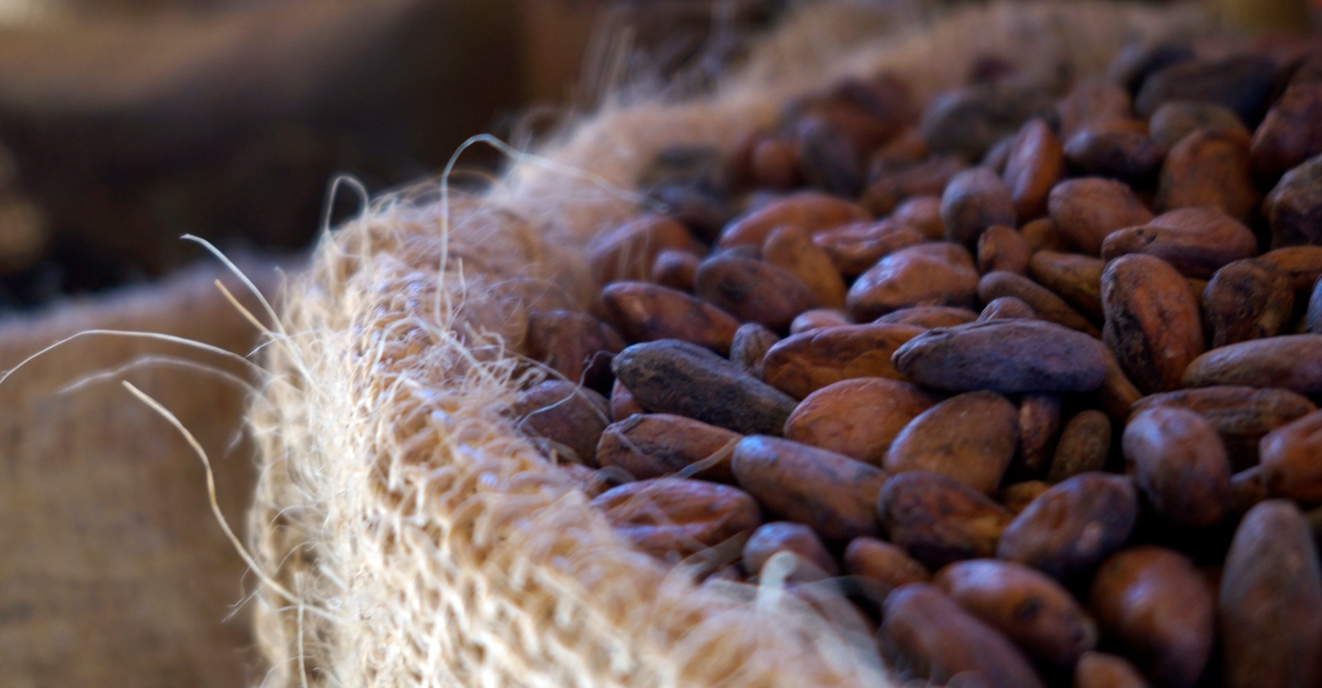 cacao beans