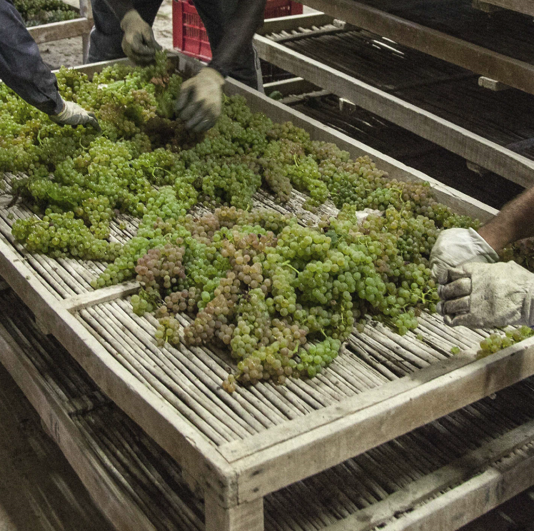 Grapes are carefully spread out on the drying mats of the Tignanello estate