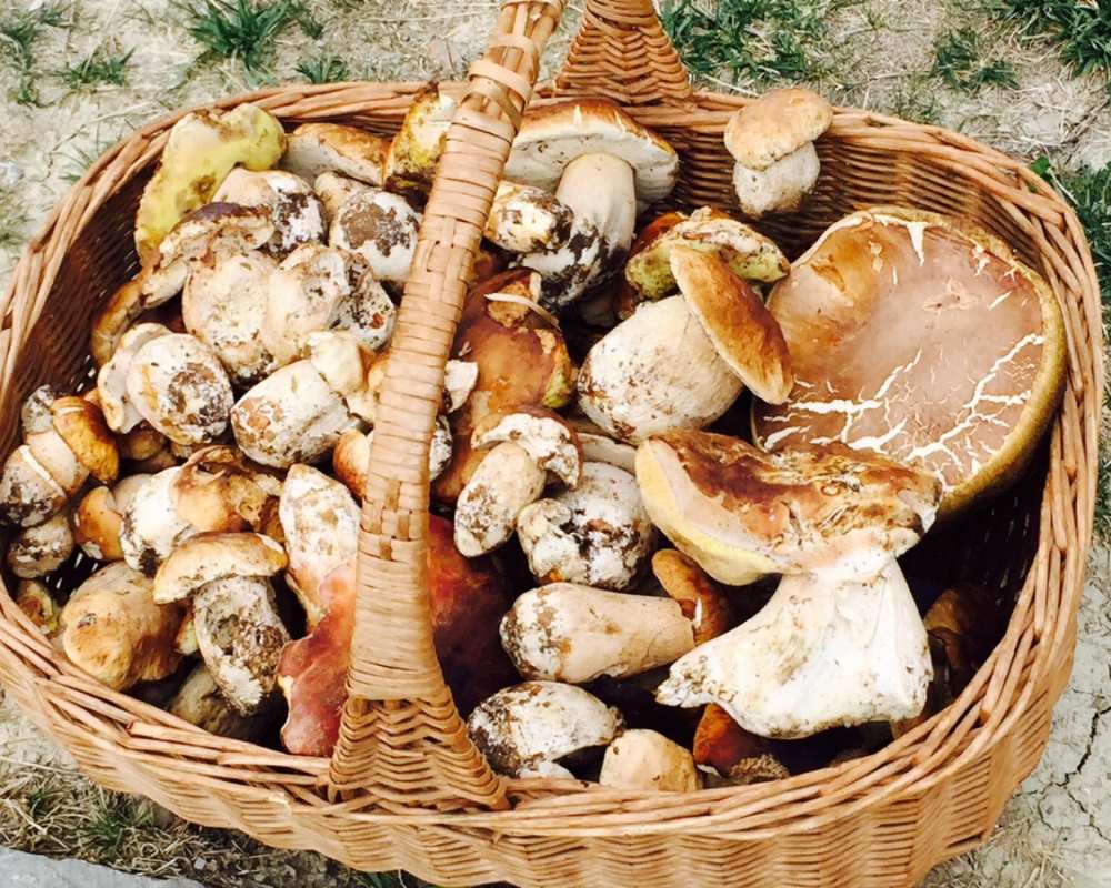 The porcino mushrooms