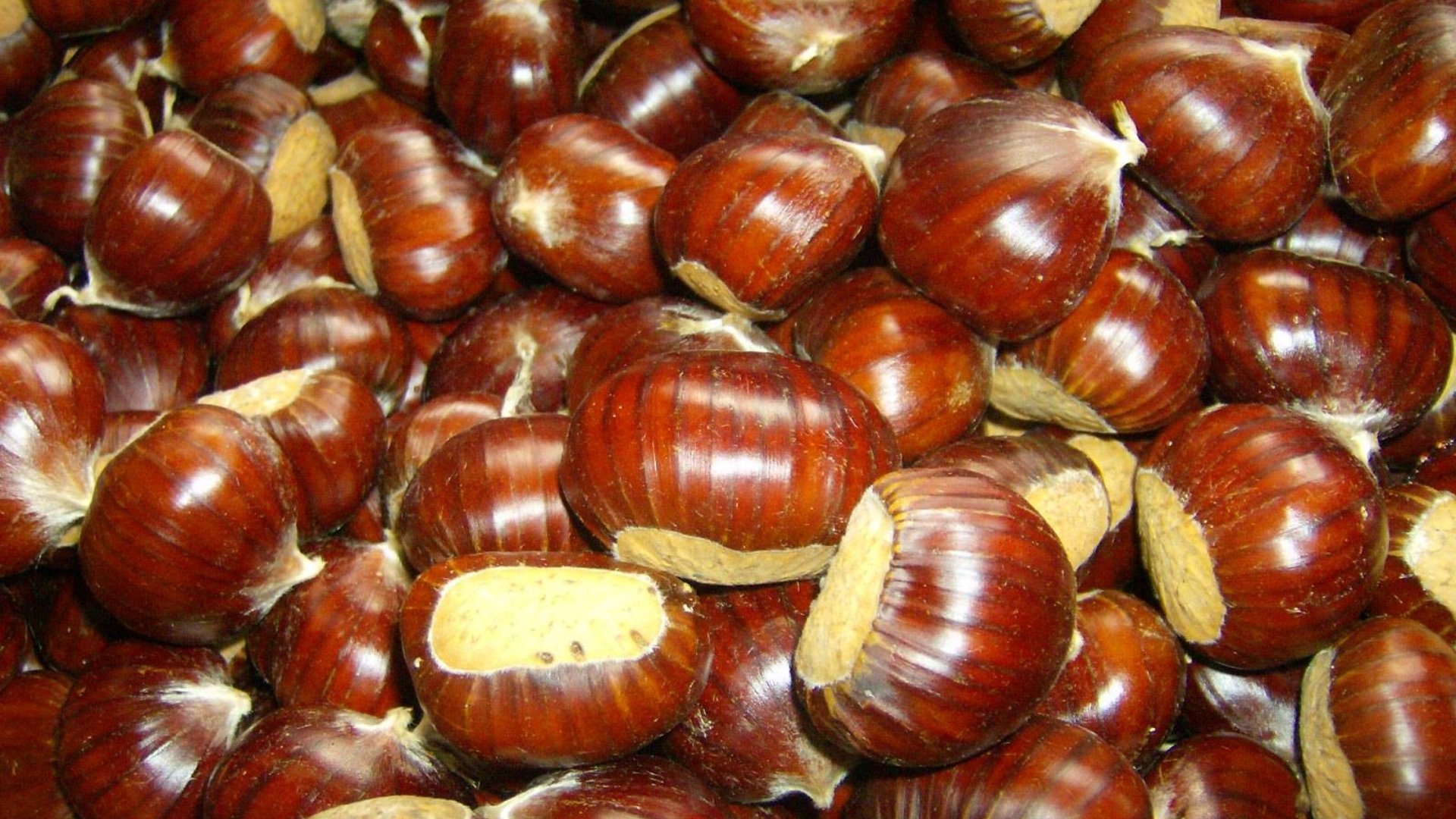 Marronen sind typische Herbstfrüchte der Toskana