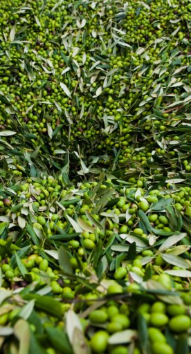 Oliven, aus denen toskanisches IGP-Öl hergestellt wird
