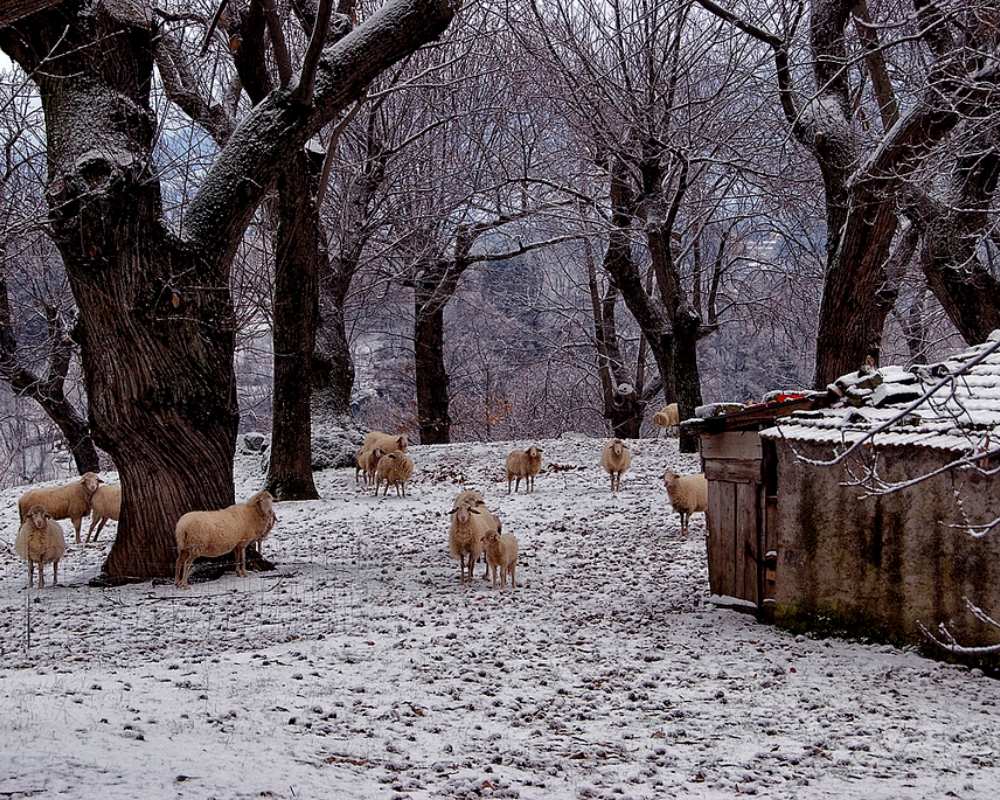Schafe in Arcidosso (Maremma)