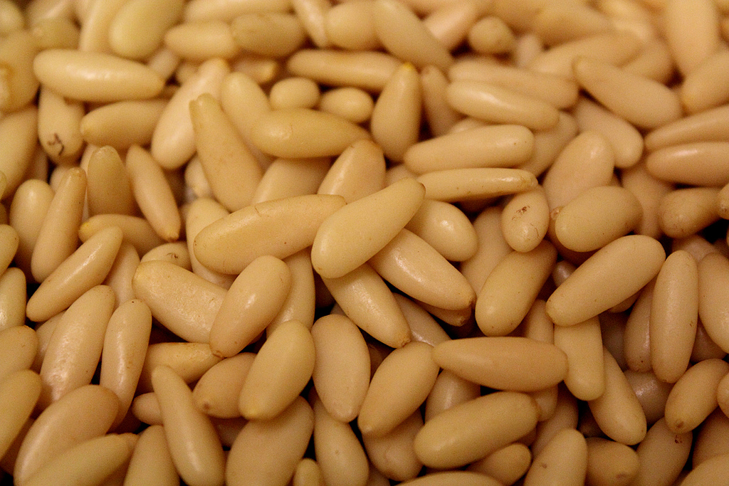 Pine nuts from Migliarino-San Rossore Park