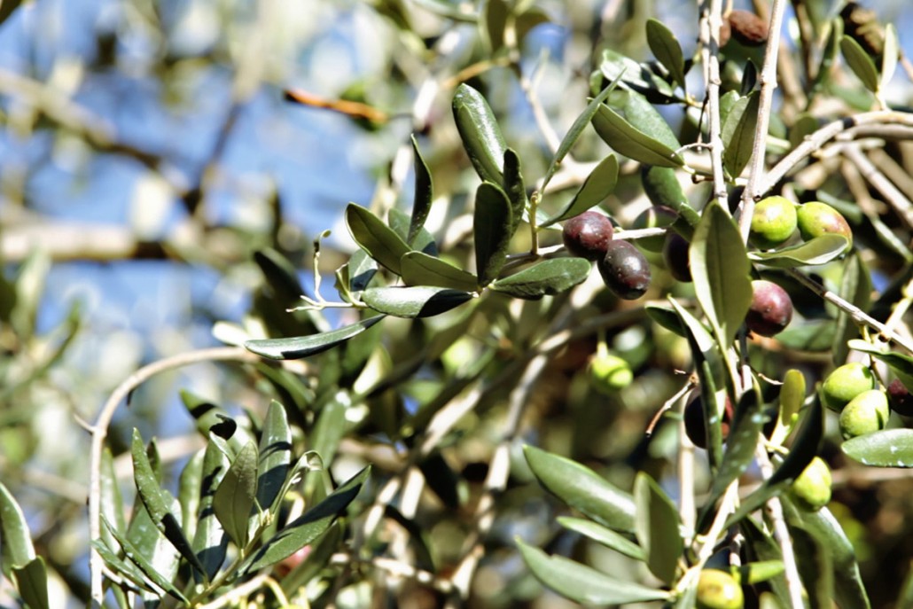 Strada dell'olio dei Monti Pisani