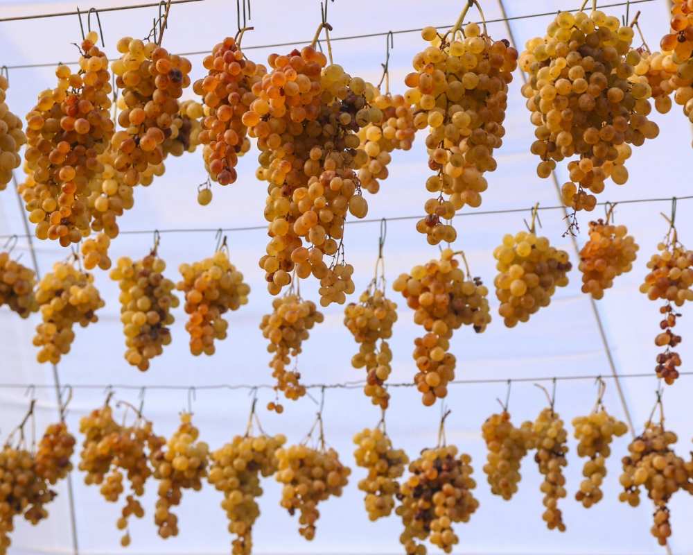 Il vino Toscano: Ansonica della Costa dell'Argentario