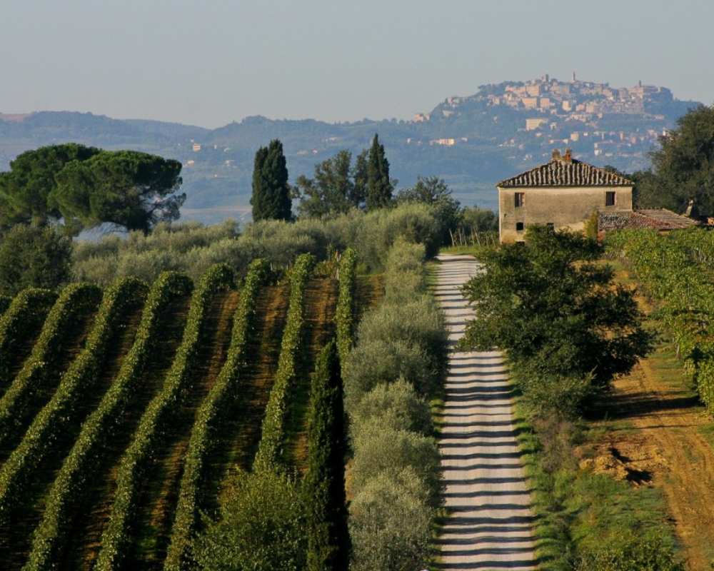 Vineyards and olive groves in Montepulciano