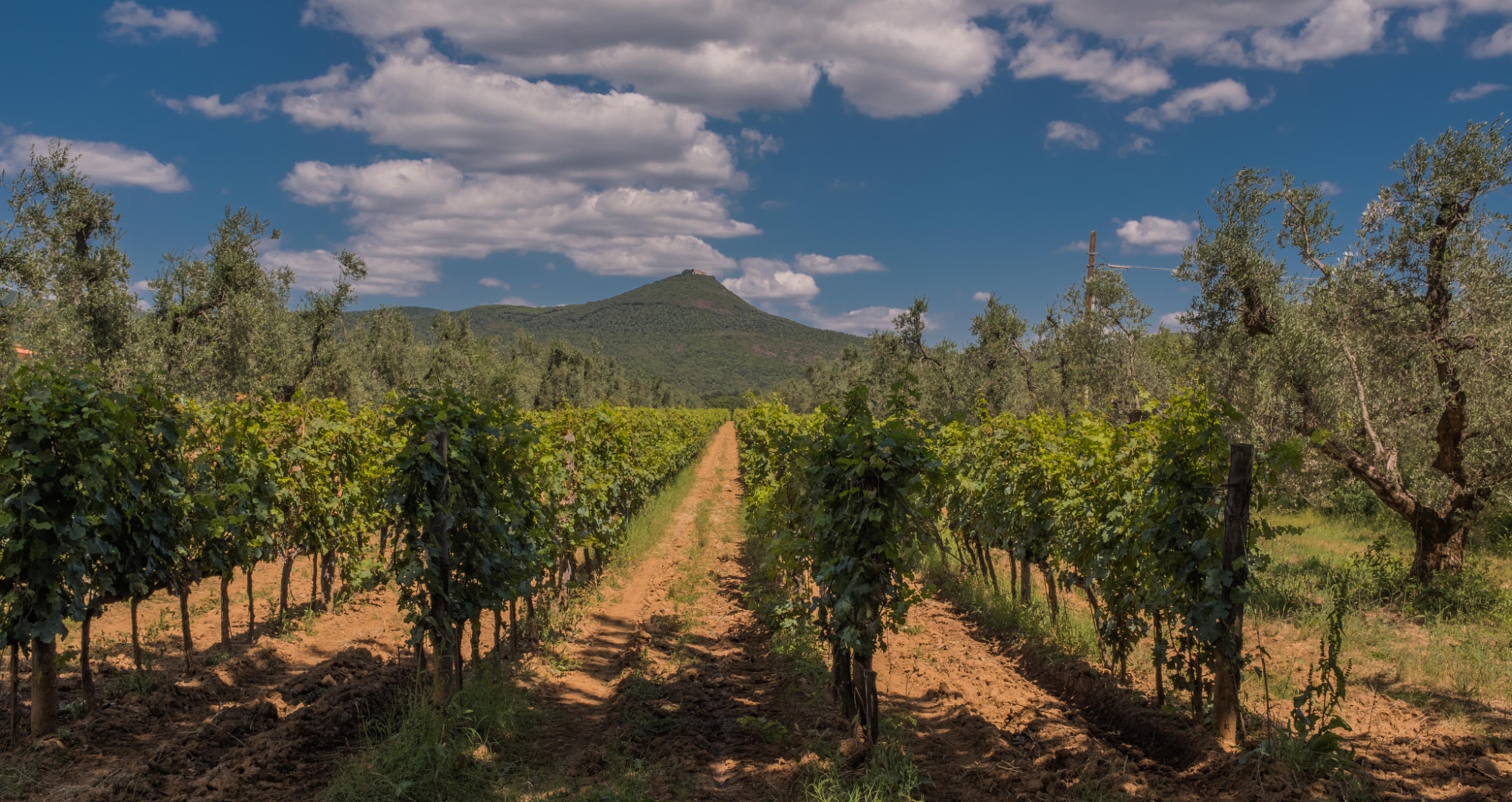 Vineyards in Bolgheri