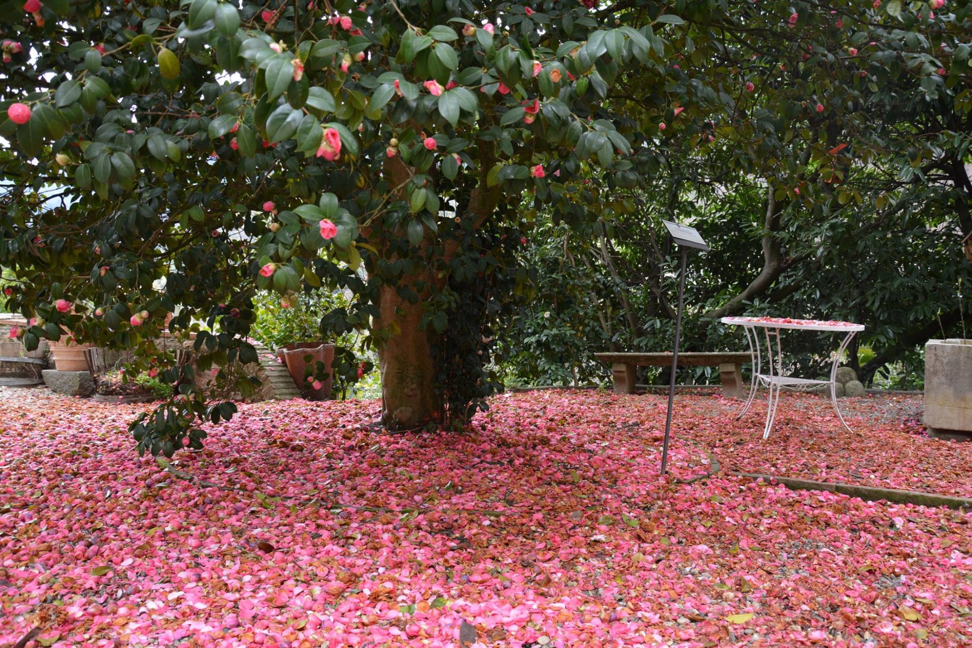 Camelias Lucchesia