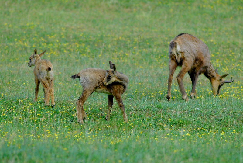 Parque Zoológico de Fauna Europea, Poppi