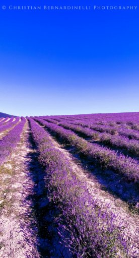 Lavender fields in Tuscany