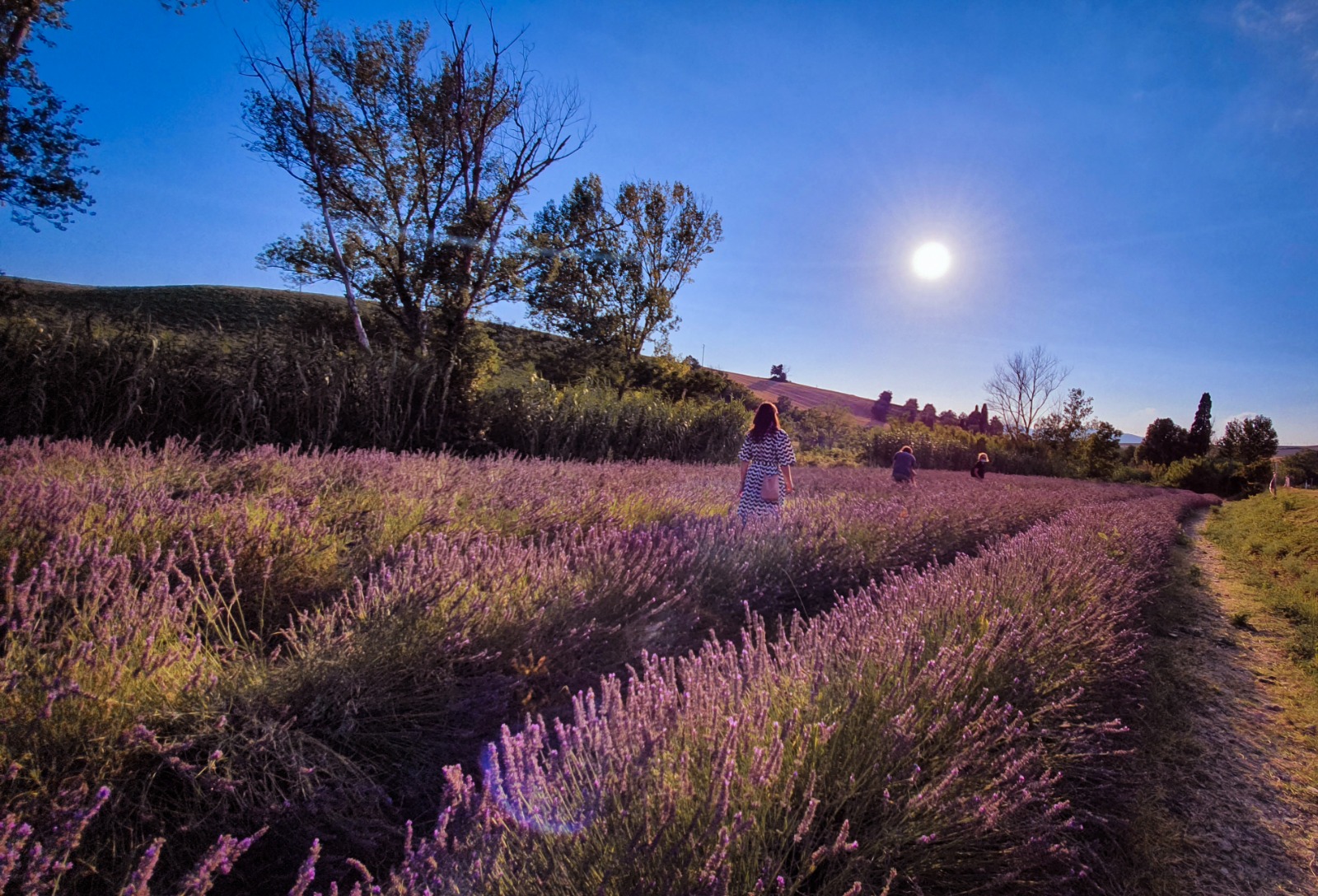 Campos de lavanda