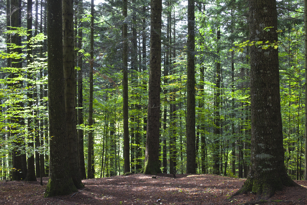 casentinesi forest