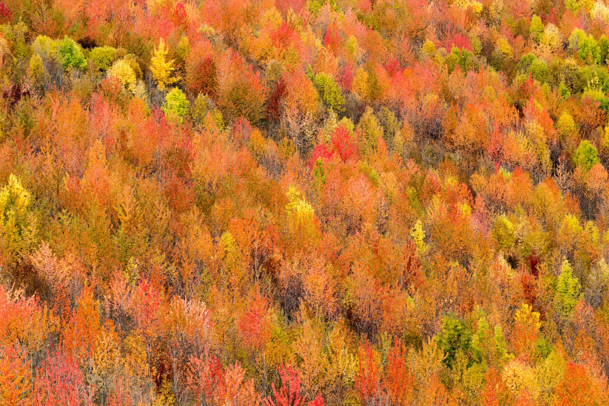 Buntes Herbstlaub im Casentino