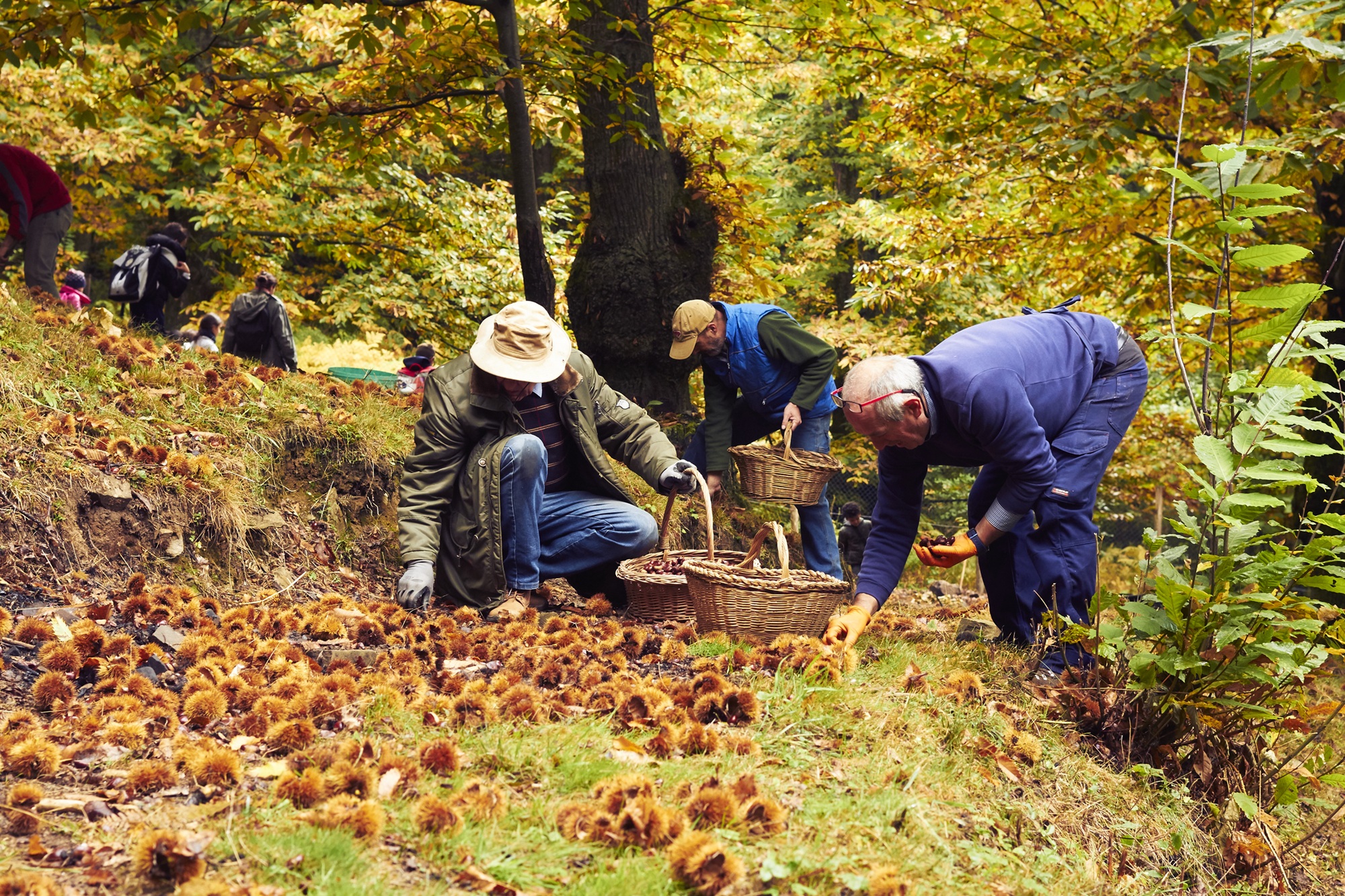 Un gruppo di persone raccoglie le castagne nel bosco di Orsigna