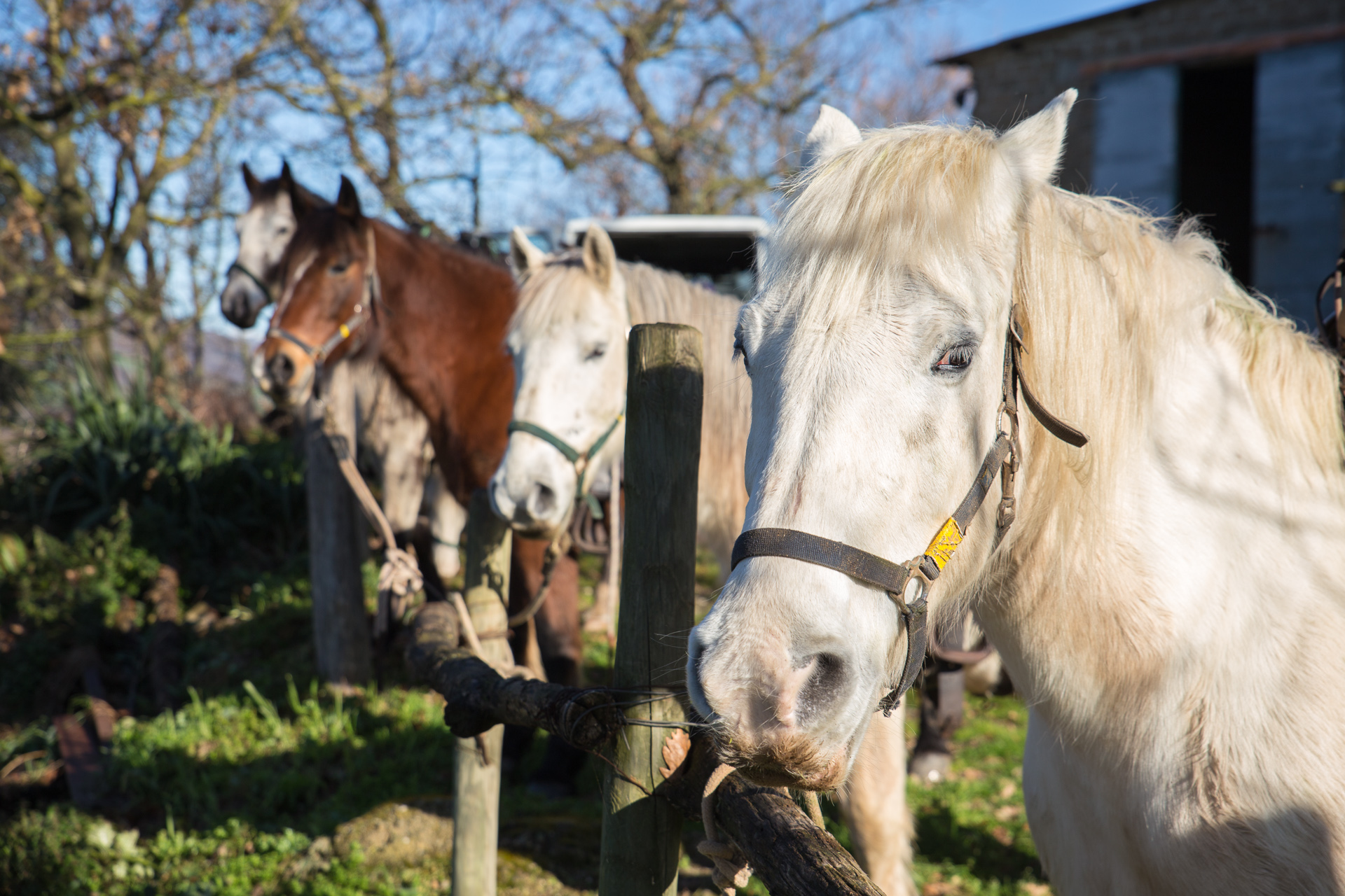 Horses from Maremma in Sorano