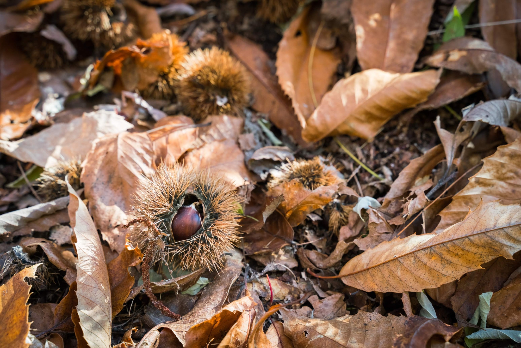 The chestnut forest in Valdinievole