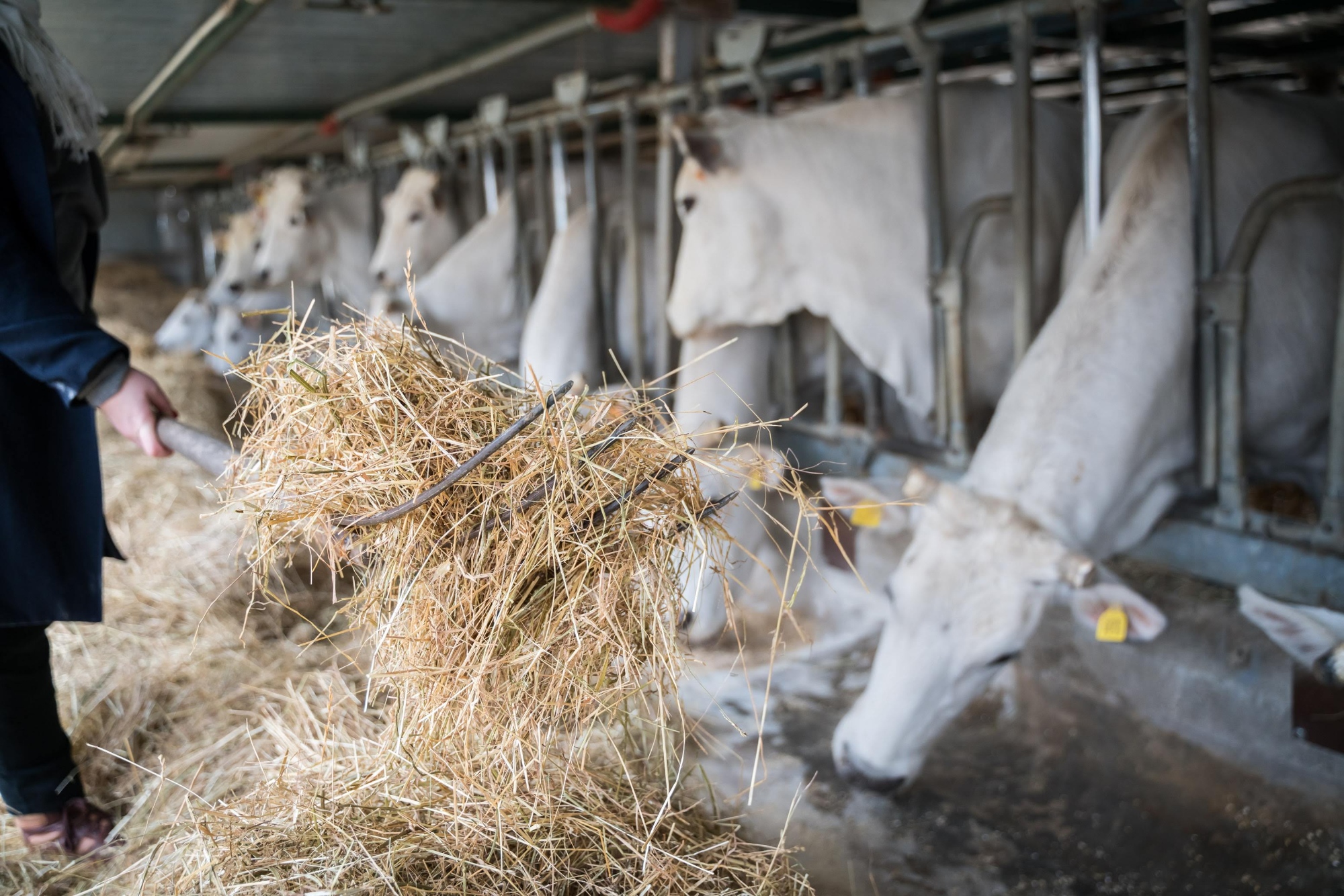 Chianina cows at Le Querce farm in the Mugello area