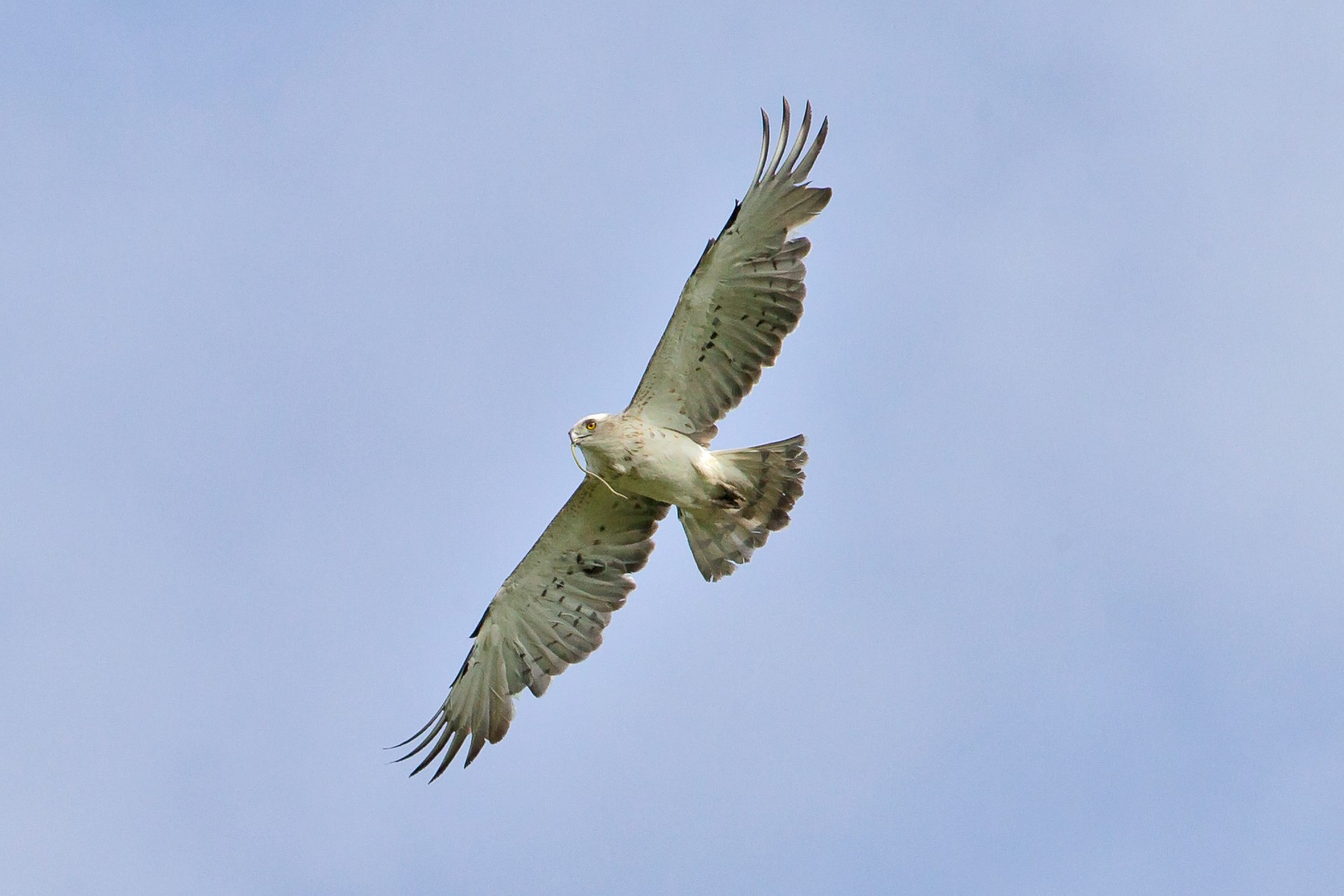 Biancone (Short-toed snake eagle)