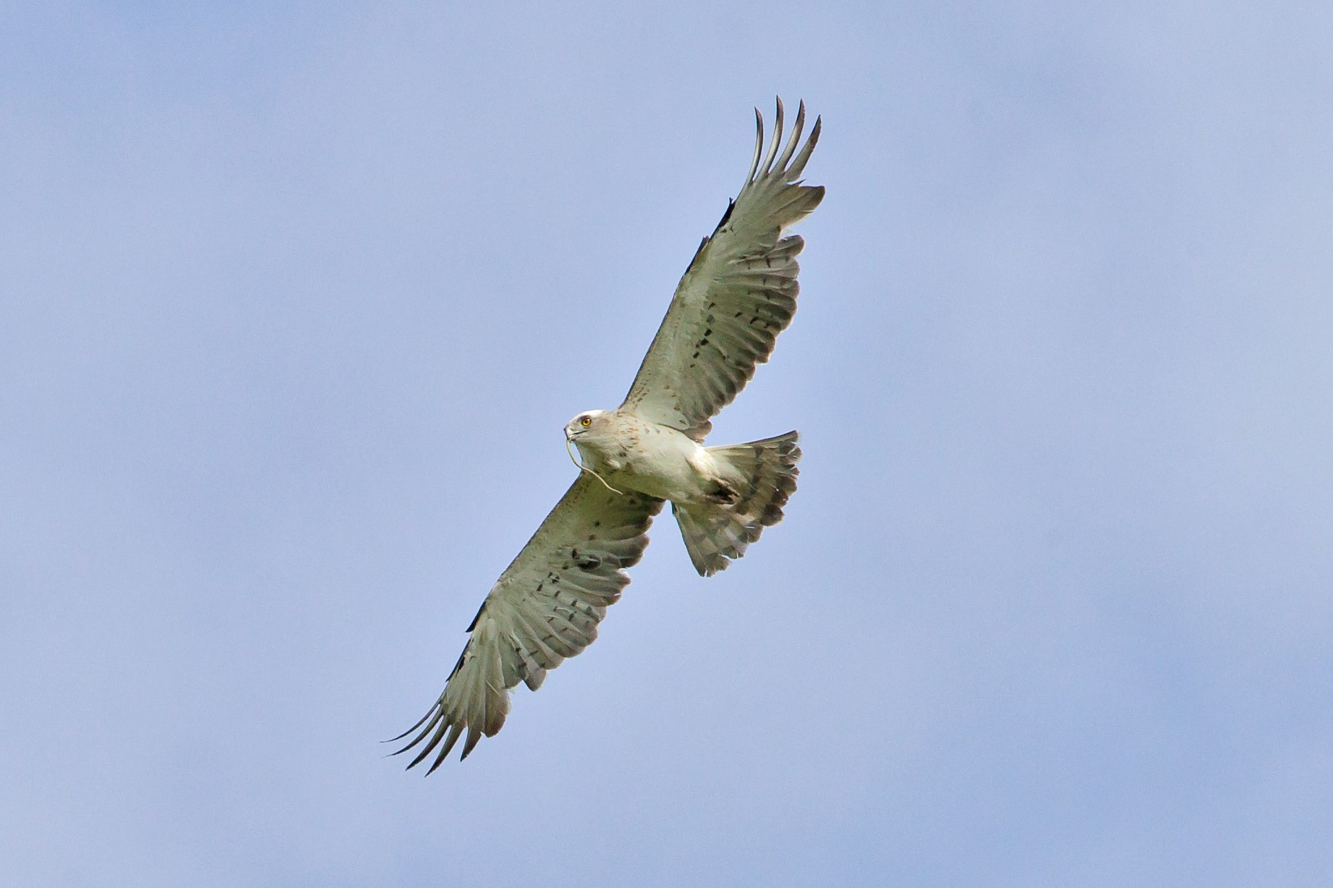 Biancone (Aquila dei Serpenti)