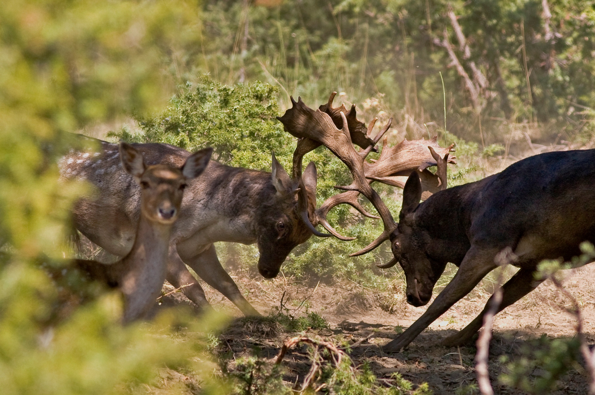 Deer in the Casentino Forest Park