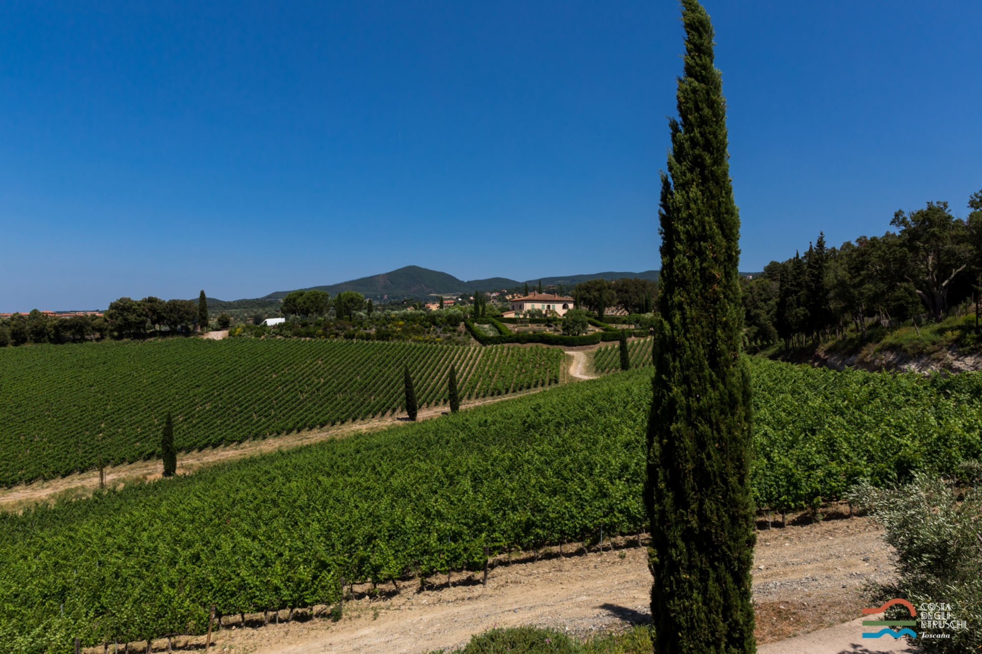 Vineyards in the Etruscan coast