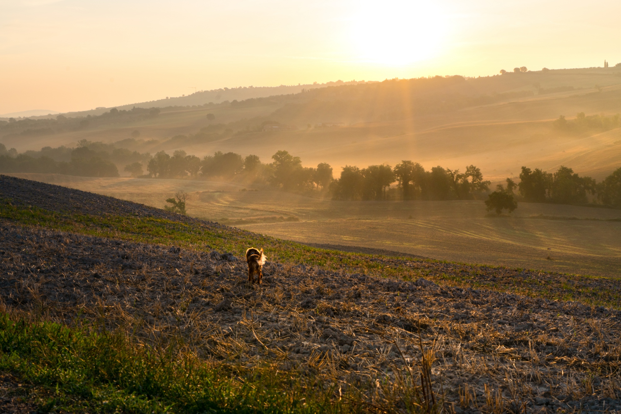 Crete Senesi al tramonto, località pet friendly