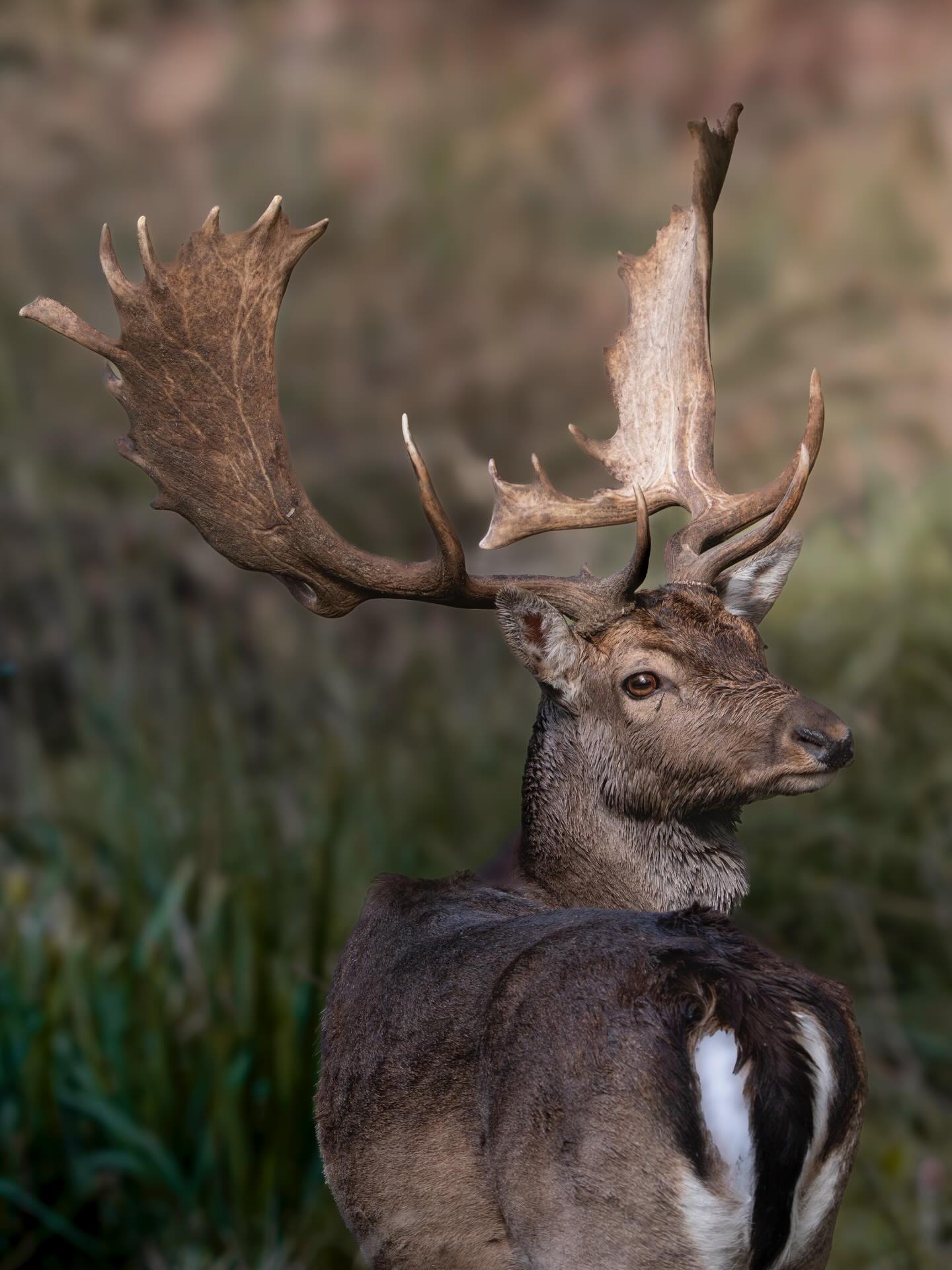 Deer in San Rossore