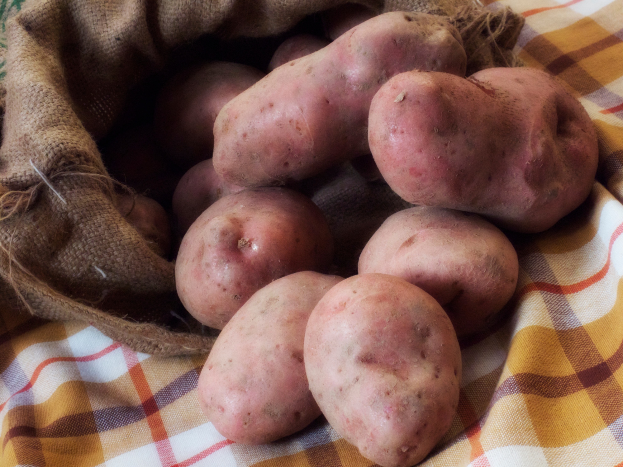 Kartoffeln aus der Garfagnana