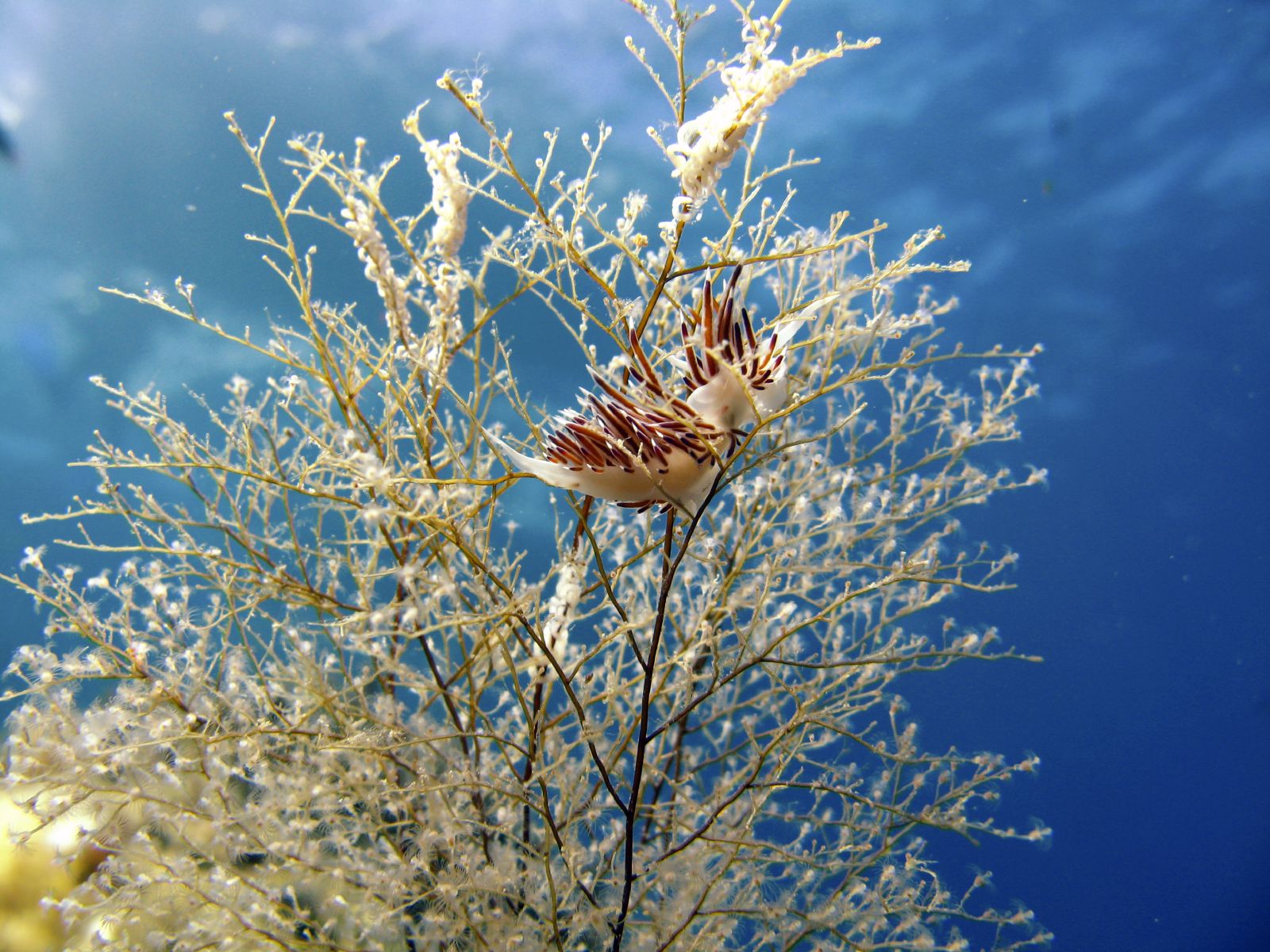 Diving in Giannutri