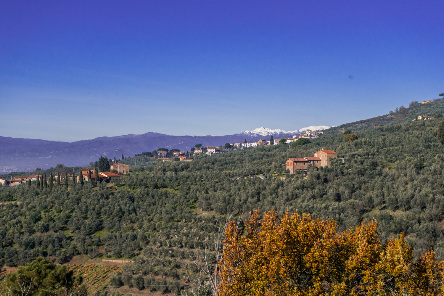 Colline di Vinci