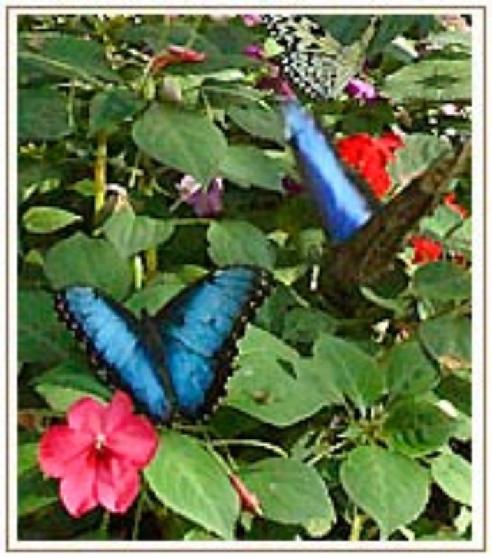 Butterfly House Collodi Butterfly House Collodi