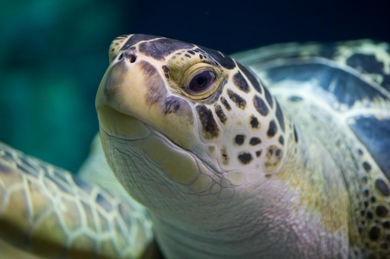 Die Schildkröte des Aquariums von Livorno