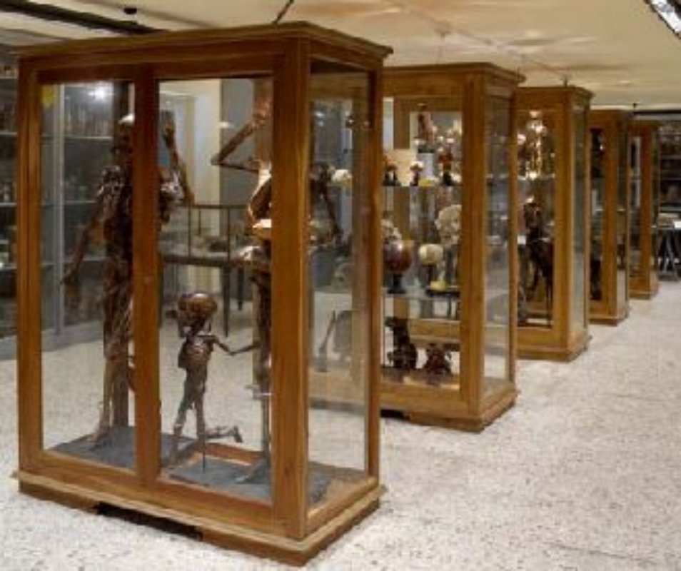 Museo di Anatomia Umana del Dipartimento di Morfologia Umana e di Biologia Applicata Museo di Anatomia Umana del Dipartimento di Morfologia Umana e di Biologia Applicata