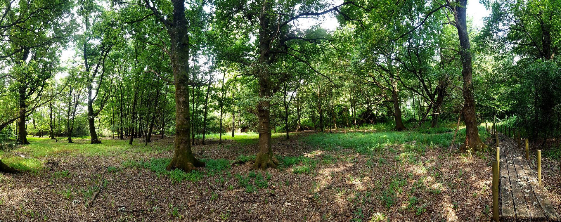 Bosque de Bottaccio