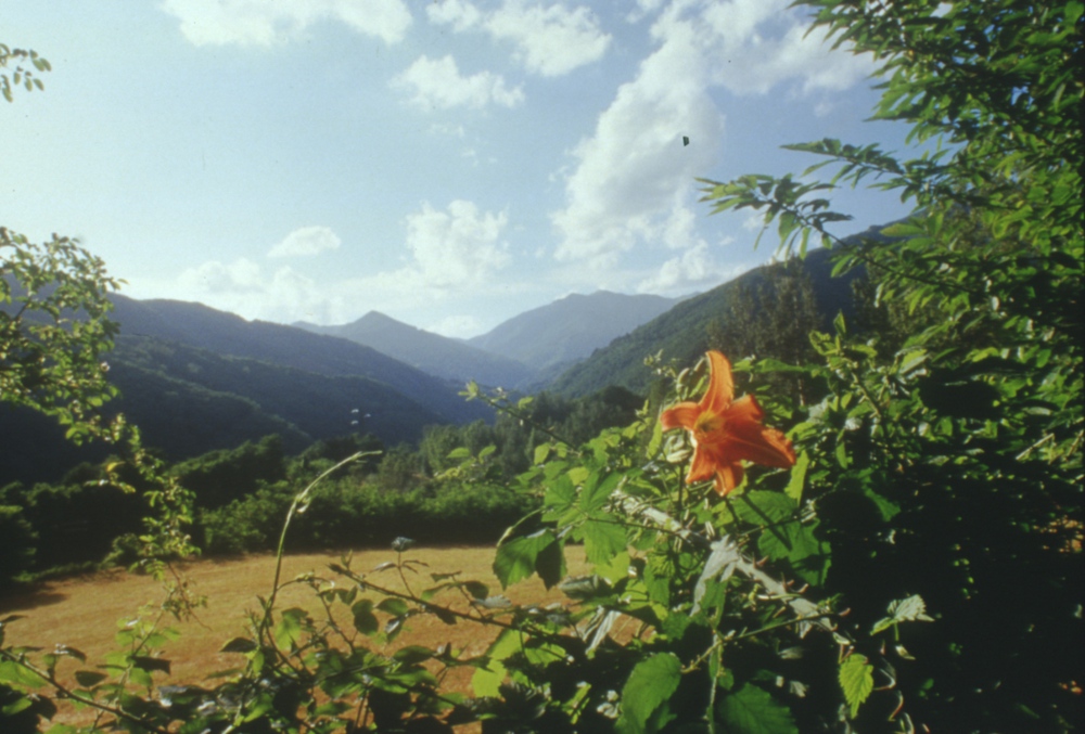 Flowers bloom on Libro Aperto Flowers bloom on Libro Aperto