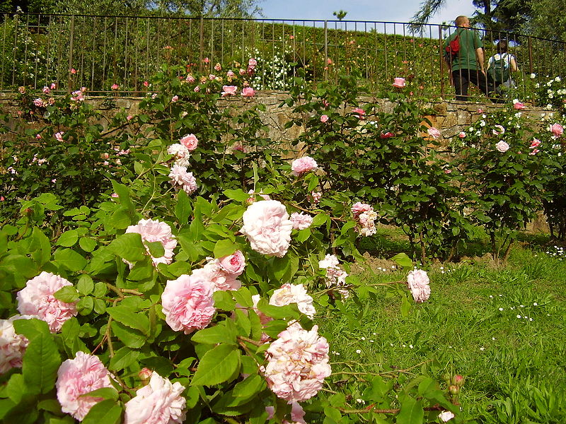 Florence's Rose Garden