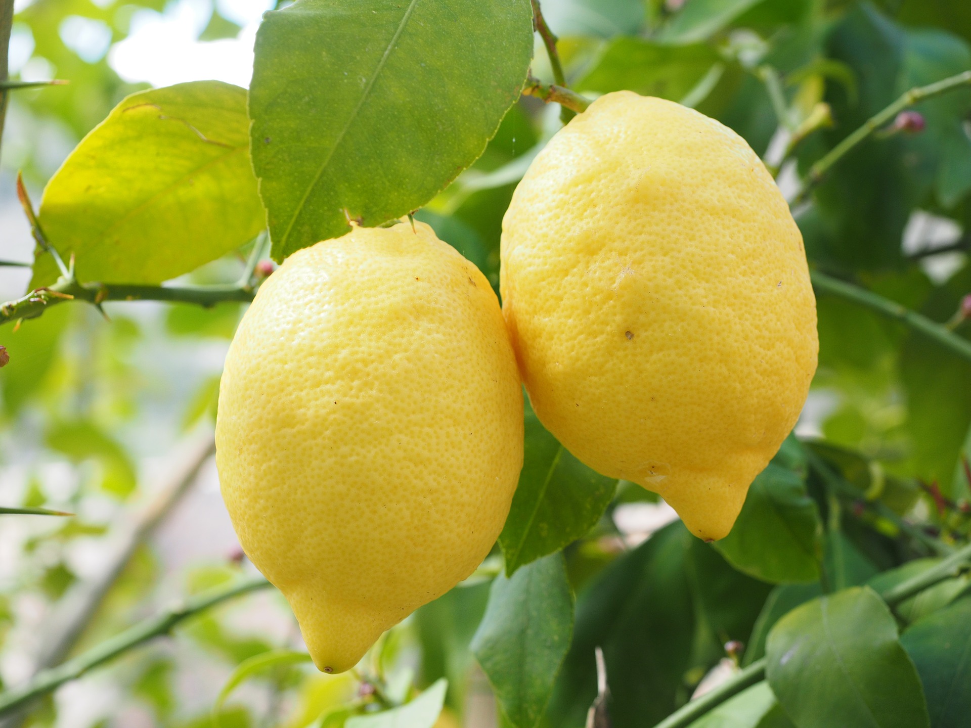 limoni-agrumi