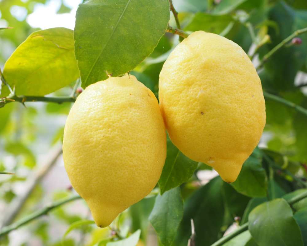 Limoni nei giardini della Toscana