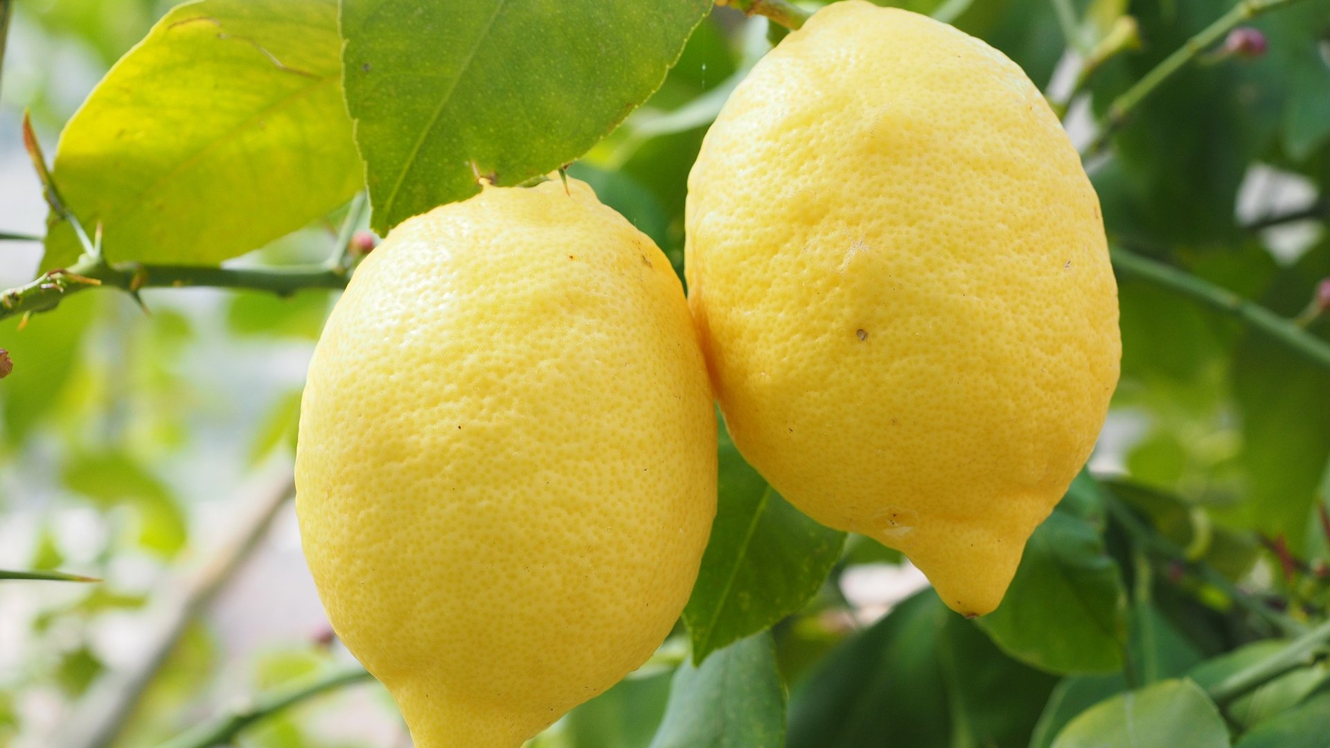 limoni-agrumi