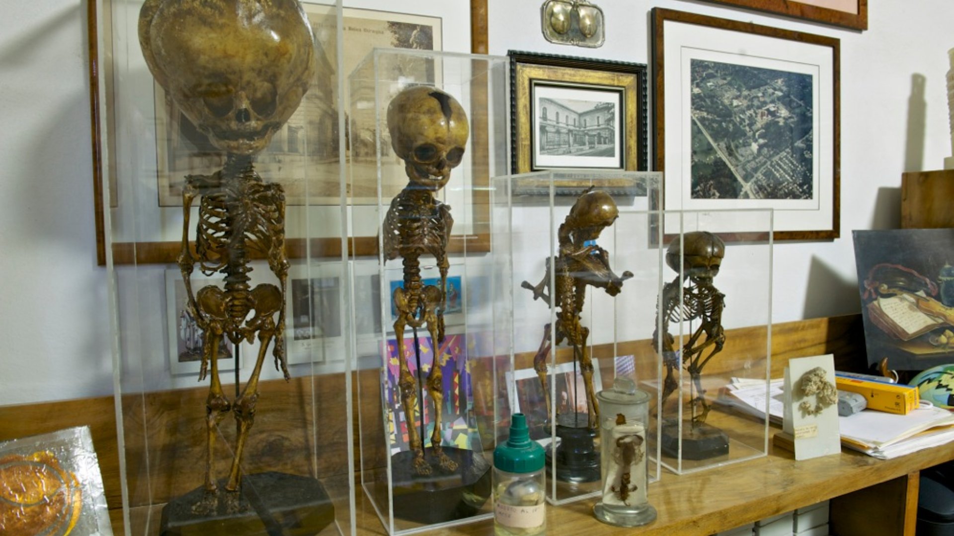 Museo Anatomia Patologica Pisa