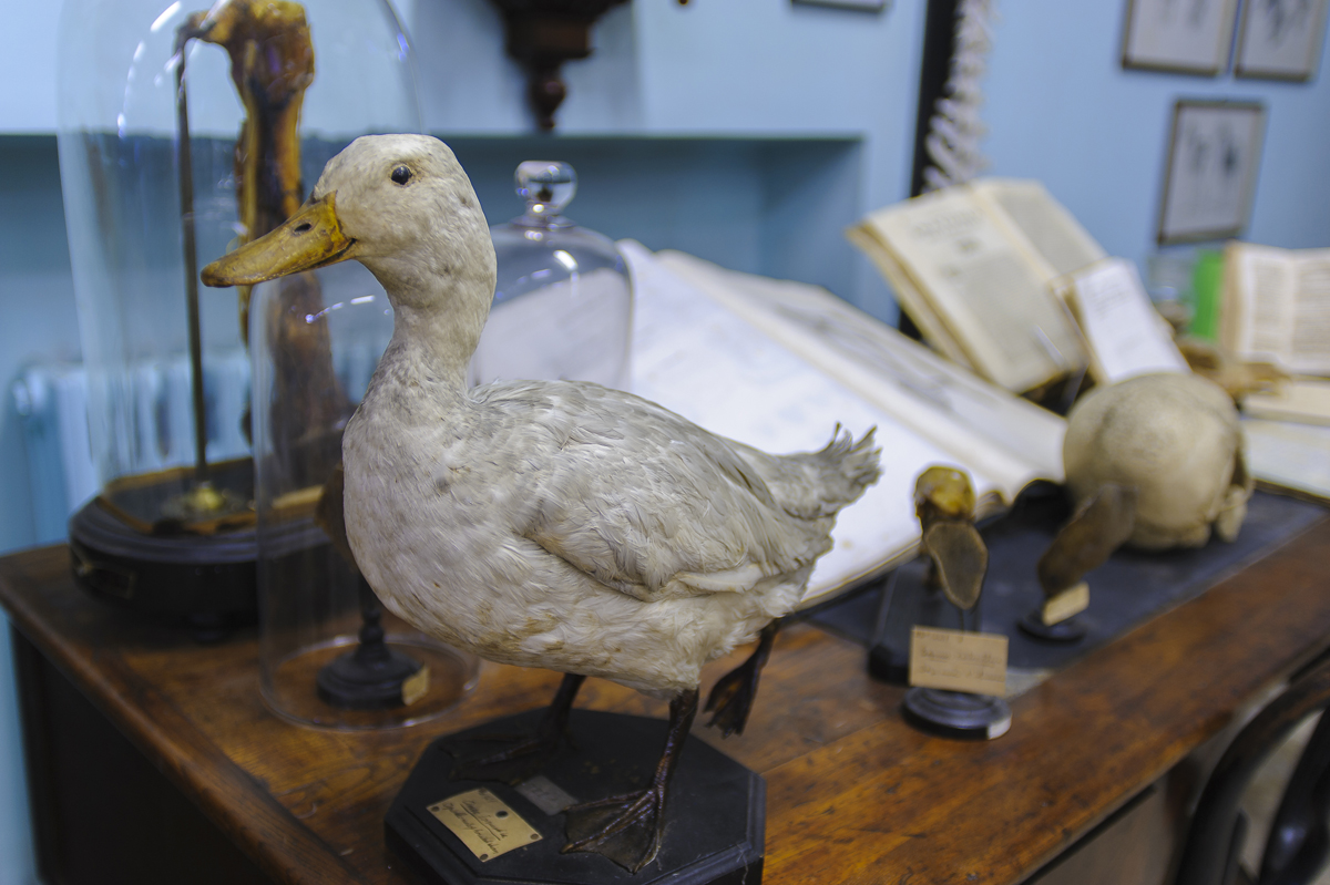 Museo Anatomico Veterinario in Pisa