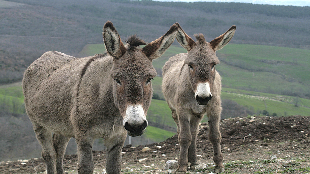 Front view of two Maremma donkeys