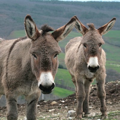 Asinelli della Maremma Veduta frontale di due asinelli della Maremma